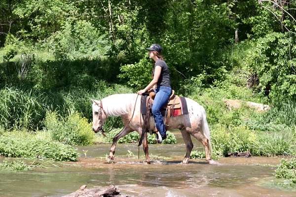 aqha-poa-appaloosa-pony