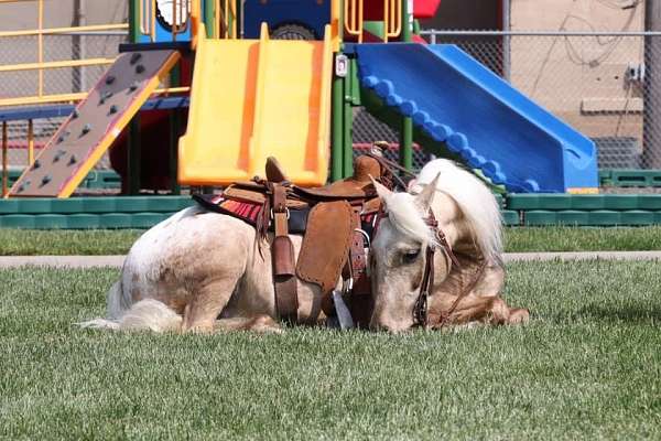 palomino-poa-gelding