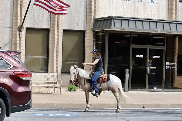 12-hand-poa-gelding