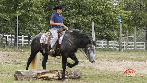 percheron-quarter-horse