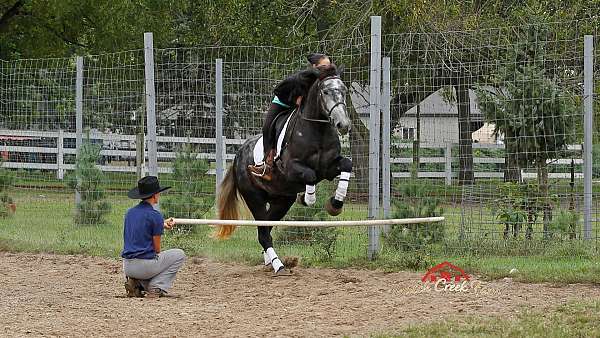 athletic-quarter-horse