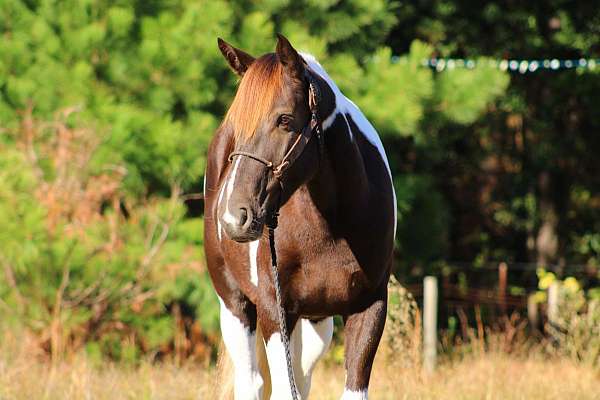 ranch-work-quarter-horse