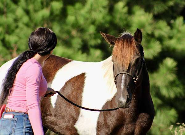 family-horse-quarter