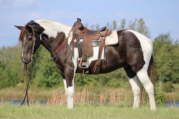 percheron-quarter-horse