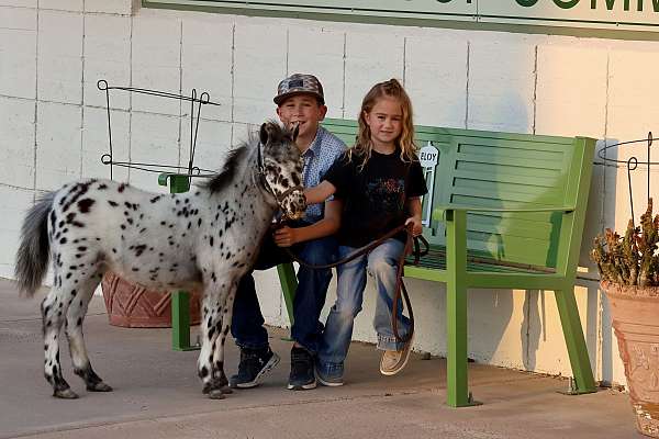 2-hand-shetland-pony