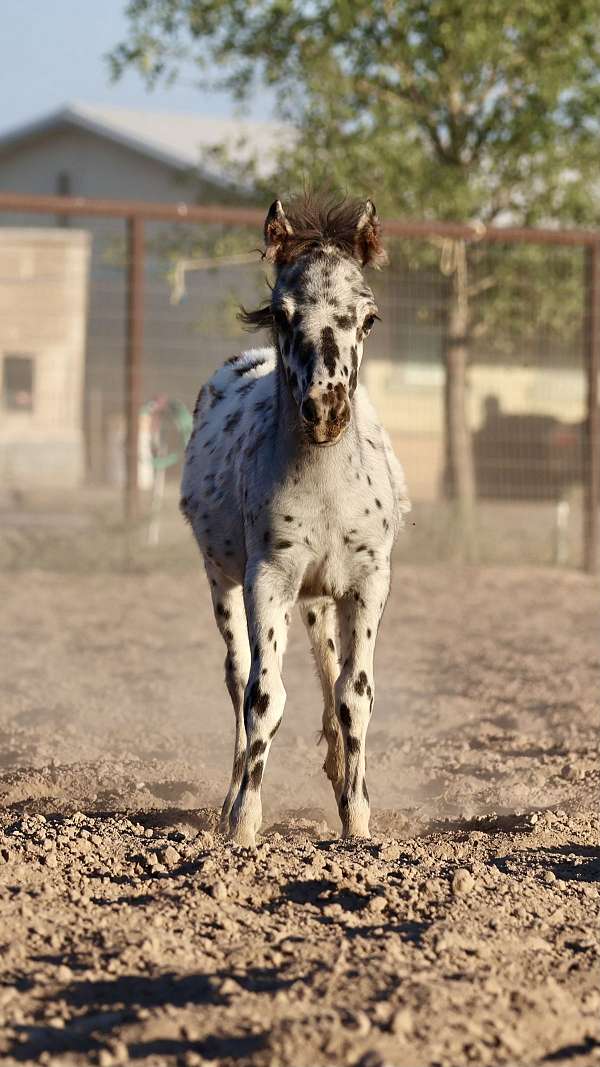 therapy-appaloosa-pony