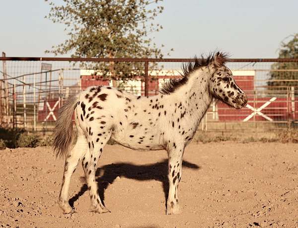 therapy-filly-weanling