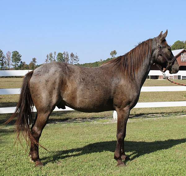 blue-roan-quarter-horse-gelding