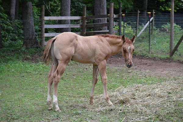 quarter-horse-colt