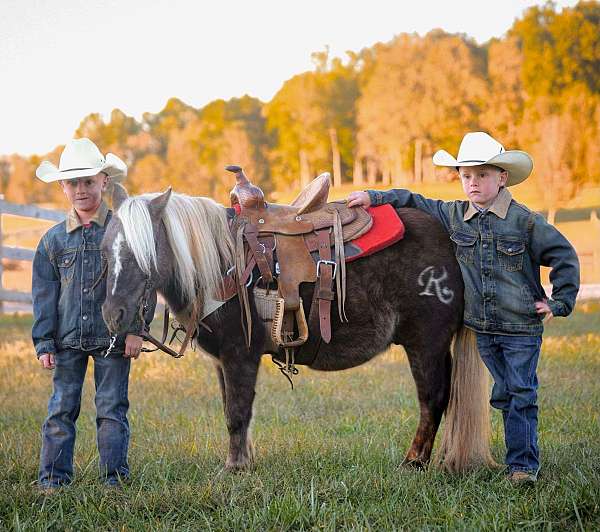 all-around-quarter-pony