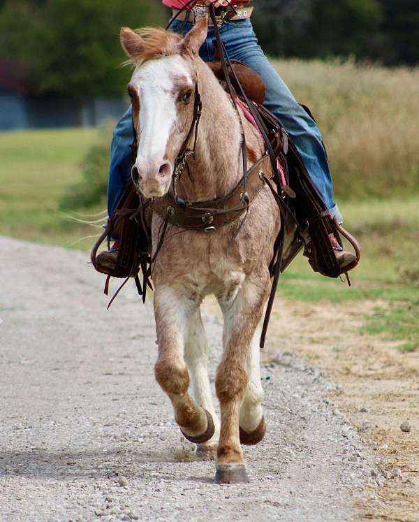 all-around-quarter-pony