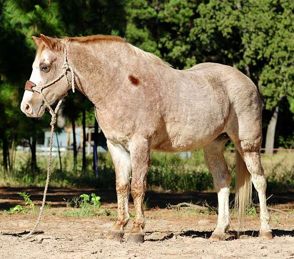 experienced-quarter-pony