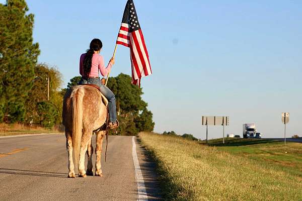 health-certificate-quarter-pony