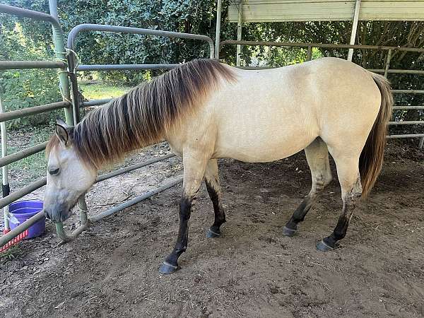 dunskin-roan-aqha-filly