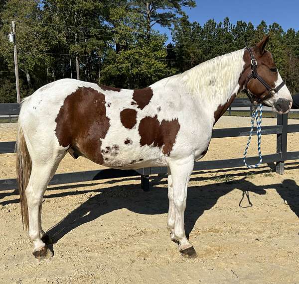 pinto-paint-gelding