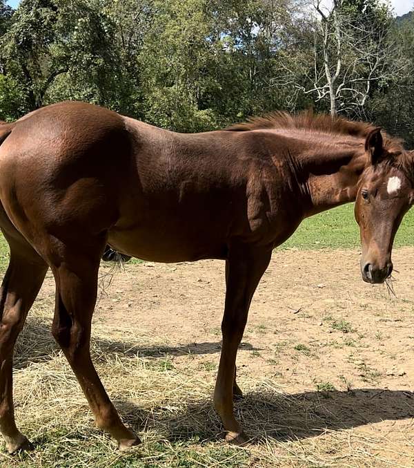 quarter-horse-filly