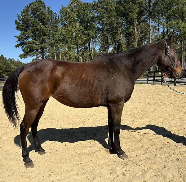 bay-quarter-horse-mare