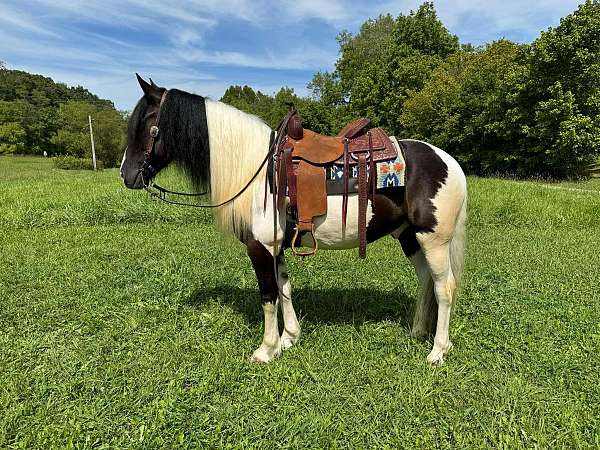 tobiano-4-stockings-horse