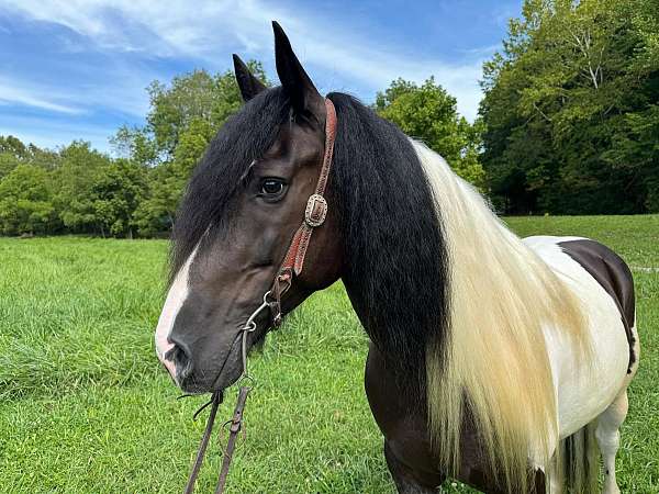 family-horse-quarter