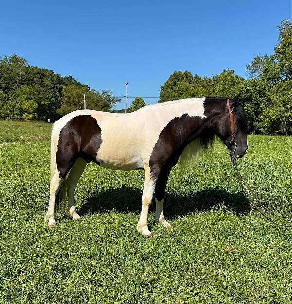 gypsy-vanner-quarter-horse