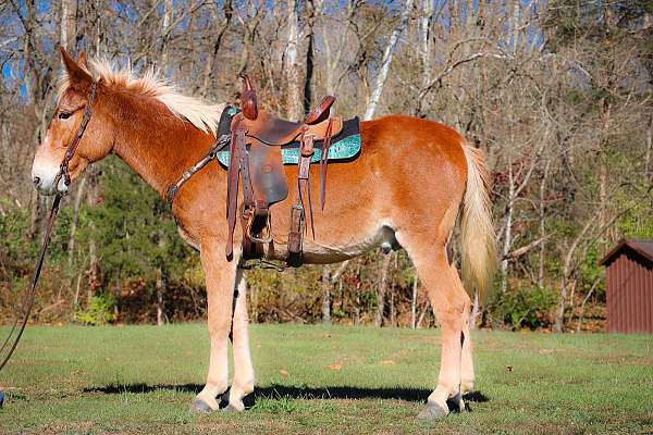 gypsy-vanner-quarter-horse