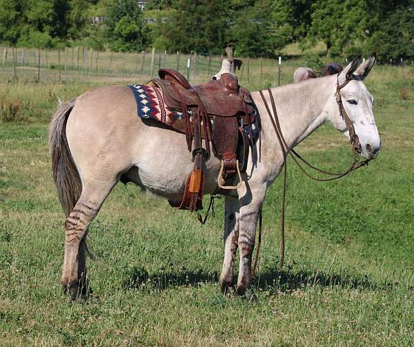 quarter-horse-mule