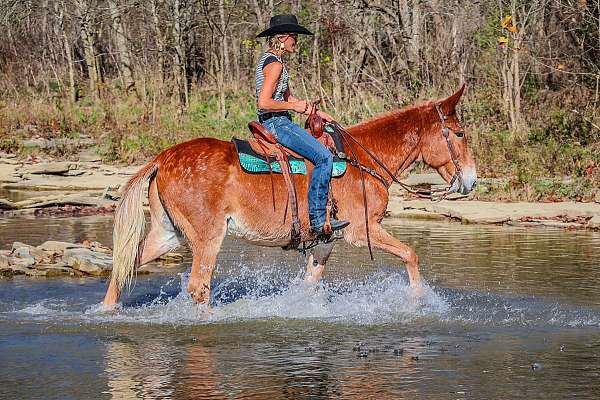 quarter-horse-mule