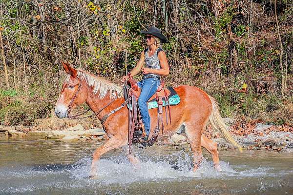 ranch-work-mule