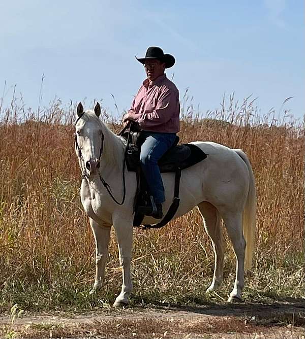 cremello-ranch-versatility-pony