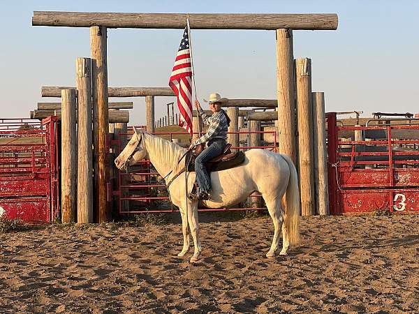 cremello-trail-class-competition-pony