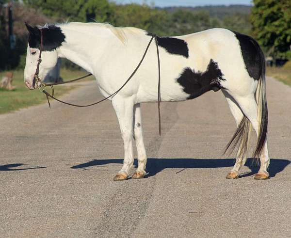 cremello-trail-class-competition-pony