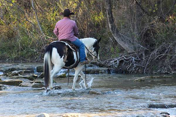 aqha-cremello-quarter-pony