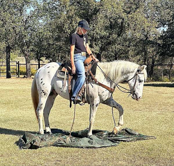 appaloosa-quarter-horse