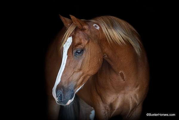 beginner-safe-quarter-horse