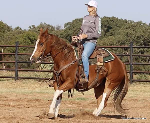 appaloosa-quarter-horse