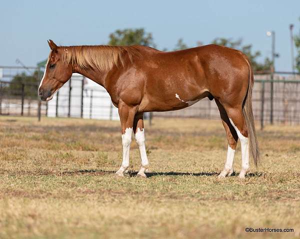 attention-quarter-horse