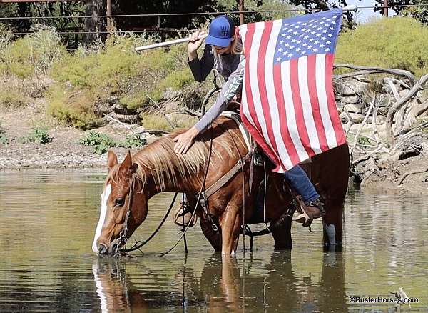 beginner-quarter-horse