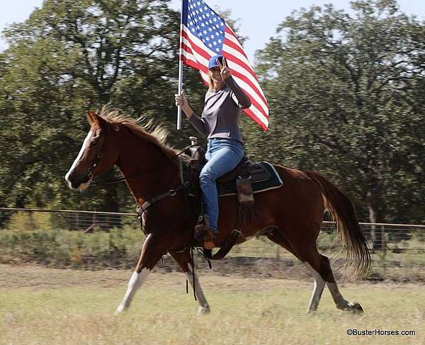 beginner-novice-quarter-horse