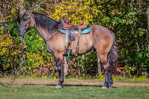 family-horse-quarter