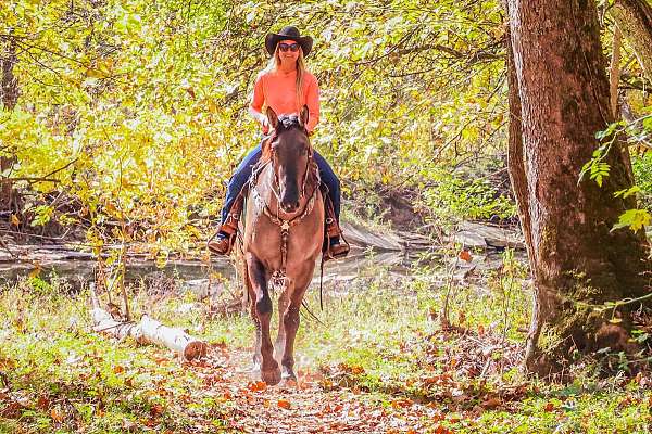 percheron-quarter-horse