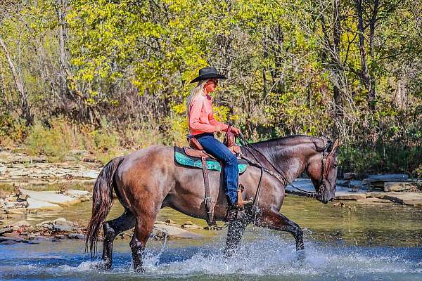 beginner-quarter-horse