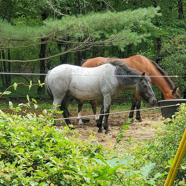 pretty-newfoundland-pony