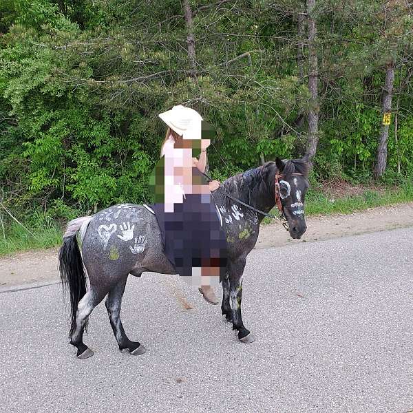 pony-newfoundland