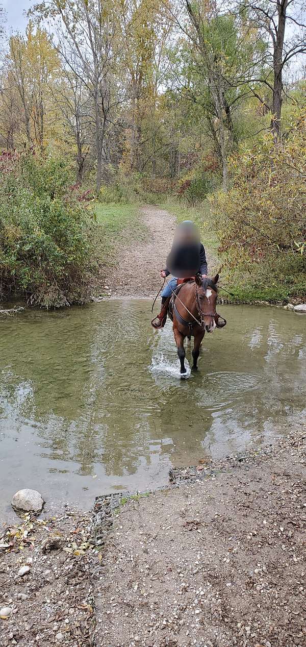 nice-newfoundland-pony