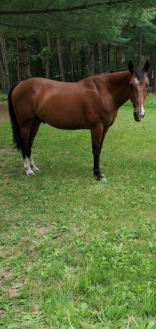 great-newfoundland-pony