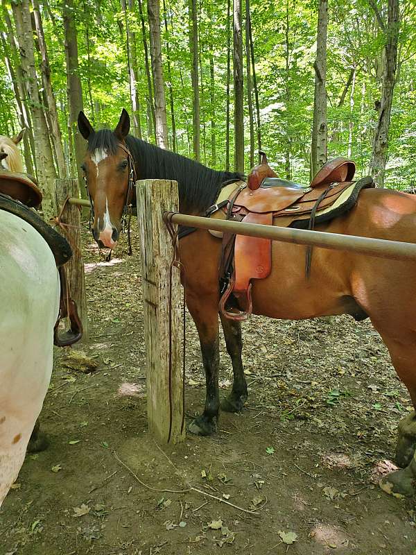 gelding-newfoundland-pony