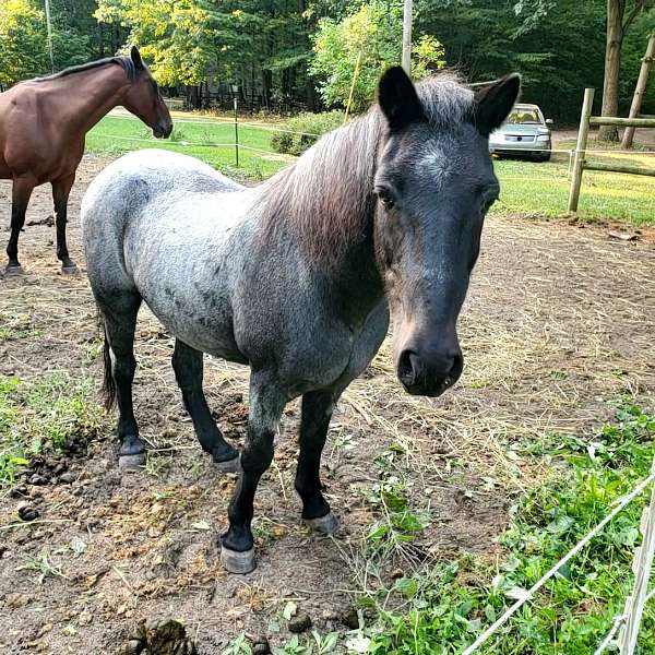 road-newfoundland-pony