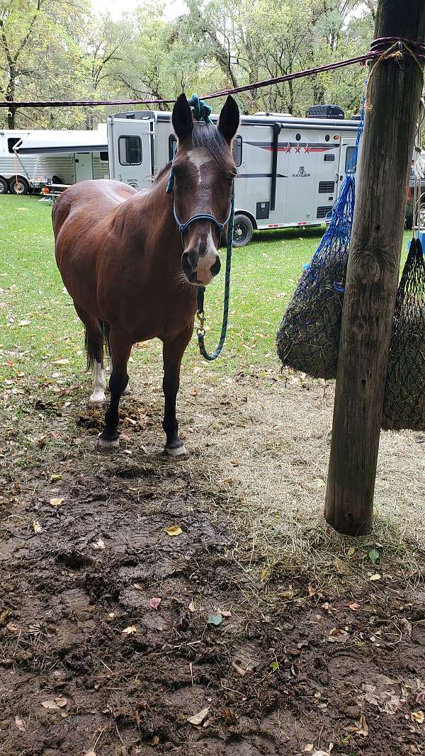 pretty-newfoundland-pony