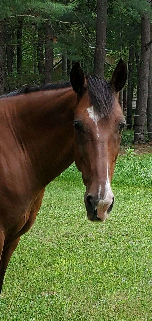 nice-newfoundland-pony