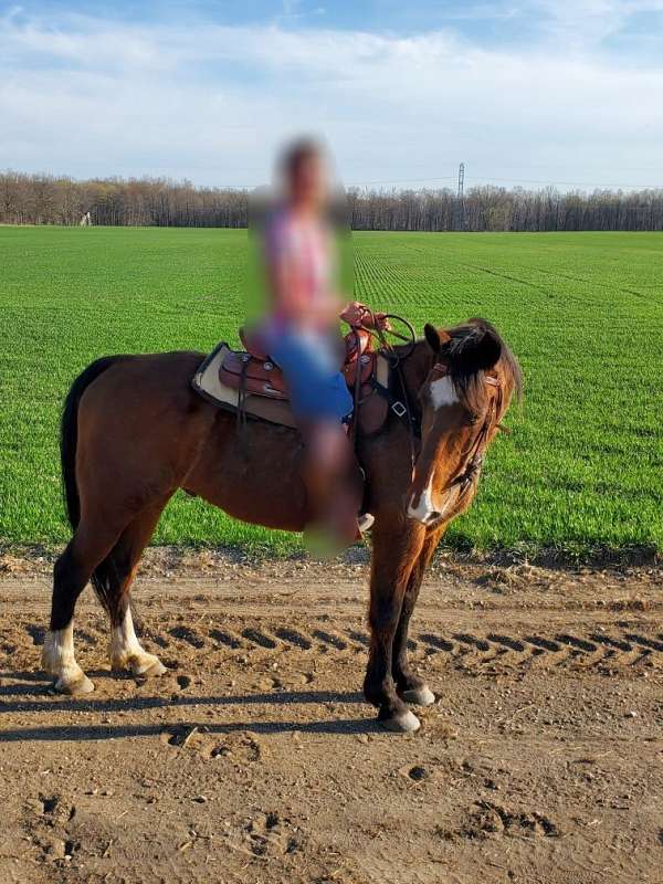 trail-newfoundland-pony